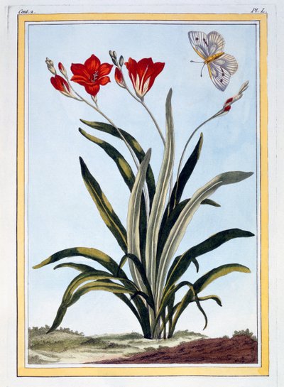 Cornlily, c.1766 by Pierre Joseph Buchoz